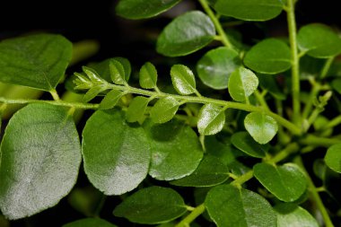 Siyah arkaplanda köri yapraklarının yakın çekimi