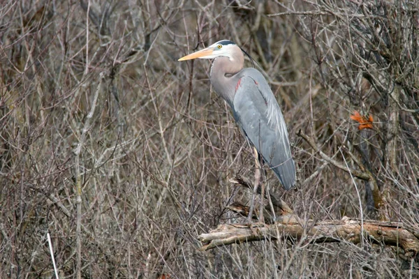 Blue Heron Vertakking Van Beslissingsstructuur — Stockfoto