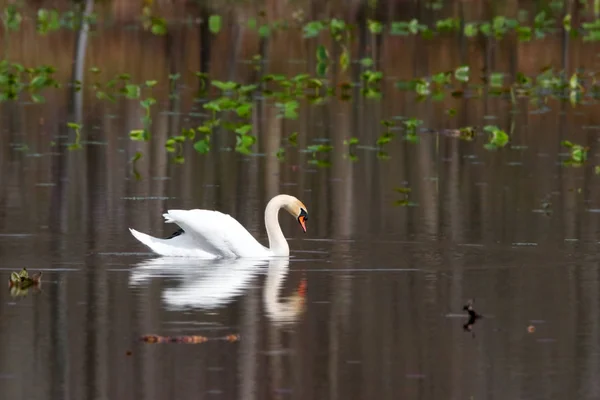 Beautiful Swan Lake — Stock Photo, Image