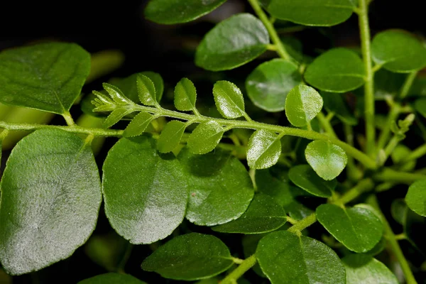 Primo Piano Colpo Foglie Curry Sfondo Nero — Foto Stock