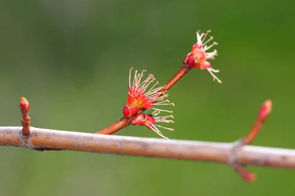 Klon Czerwony Drzewo Początkujący Wczesną Wiosną — Zdjęcie stockowe