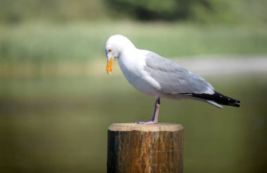 Fulmar kuş çekim kadar kapatın
