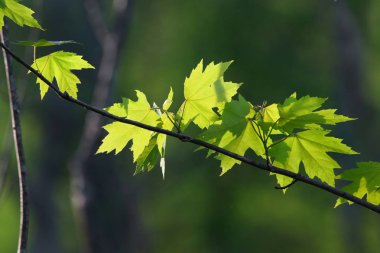 Taze akçaağaç kadeh yakından yapraklar