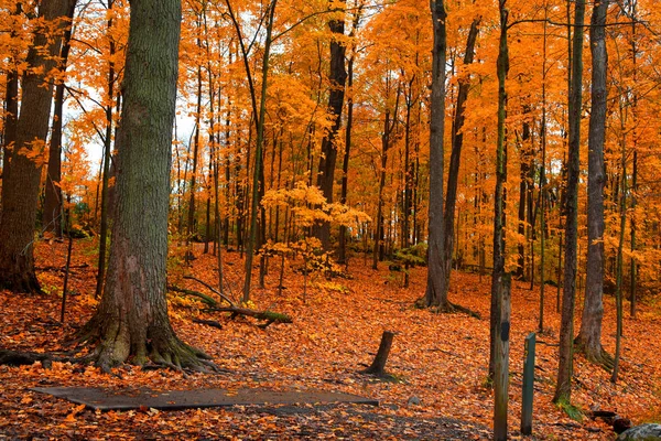 Λαμπρό Φθινόπωρο Δένδρα Και Πεσμένα Φύλλα Στο Δάσος — Φωτογραφία Αρχείου
