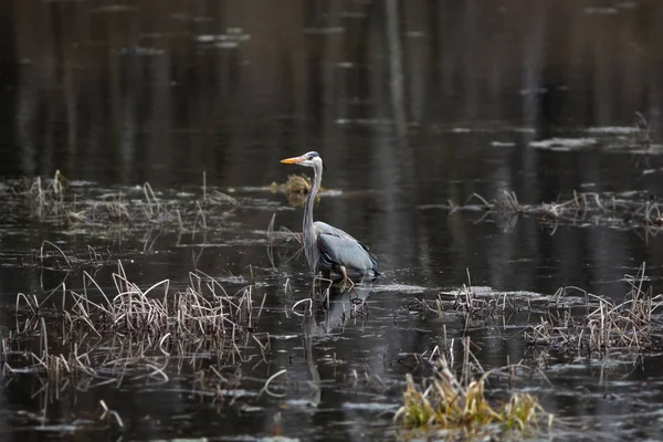 Large Blue Heron Lake — Stock Photo, Image