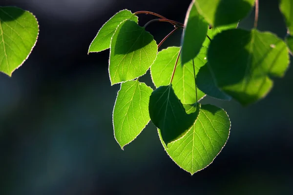 Primo Piano Colpo Foglie Aspen Verde — Foto Stock