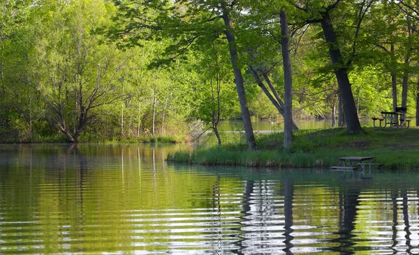 Exuberante Parque Verde Árvore Reflexões — Fotografia de Stock