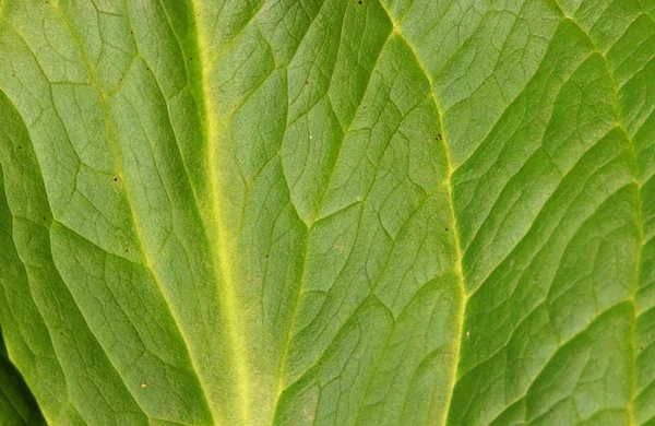 Extreme Close Shot Green Leaves — Stock Photo, Image
