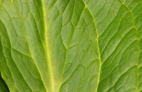 Extrem Nära Upp Skott Gröna Blad — Stockfoto