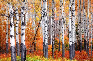 Banff Ulusal Parkı sonbahar'nda kavak ağaçları