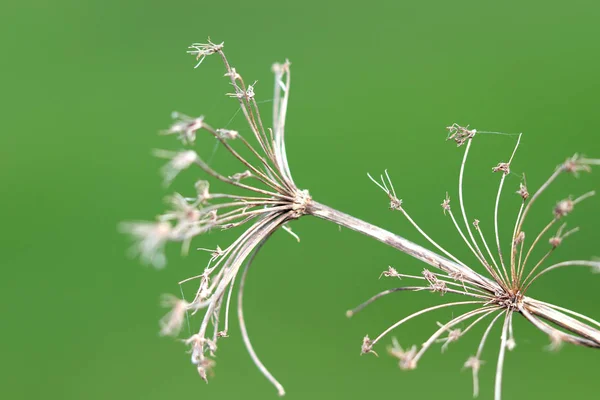 Yeşil Arka Plana Karşı Kuru Çiçek — Stok fotoğraf