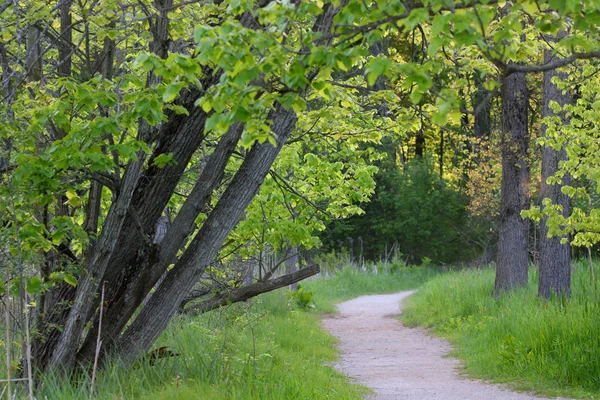 Sendero Sinuoso Parque Natural — Foto de Stock