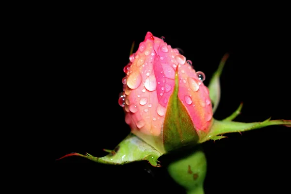 Rose Bud Water Drops Black Background — Stock Photo, Image