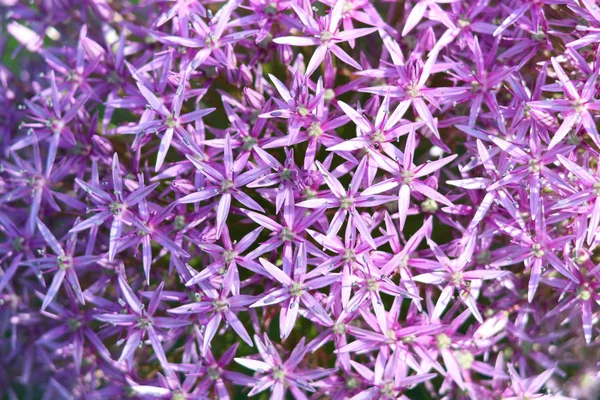 Allium Çiçek Atış Kapatın — Stok fotoğraf