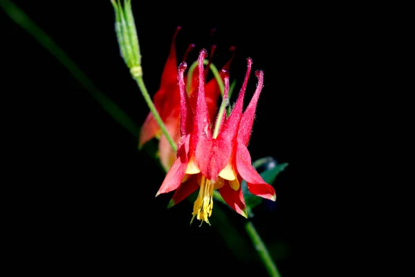 Flores Vermelhas Columbine Fundo Preto — Fotografia de Stock