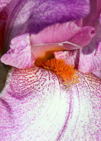 Extremo Close Tiro Detalhes Flor Íris — Fotografia de Stock