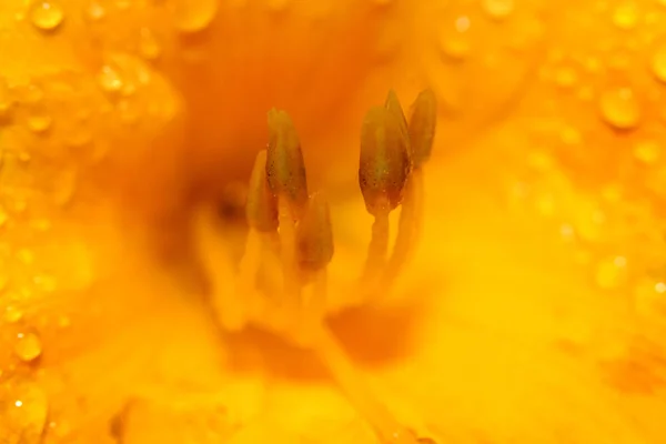 Detalhes Flor Lírio Amarelo — Fotografia de Stock