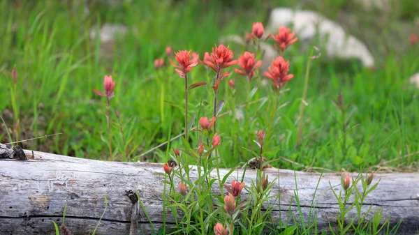 Indischer Pinsel Blumen Utah — Stockfoto