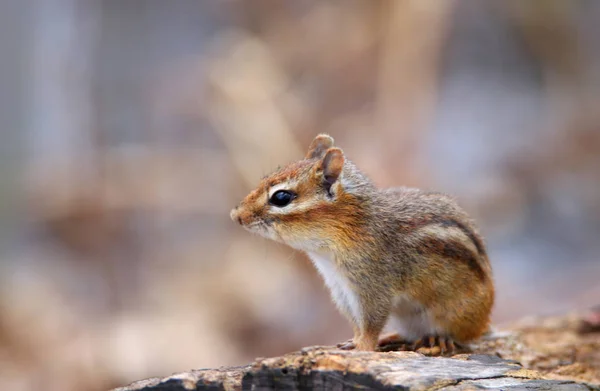 Nahaufnahme Von Streifenhörnchen — Stockfoto