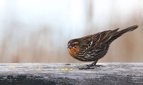 Close Tiro Pine Siskin Pássaro — Fotografia de Stock