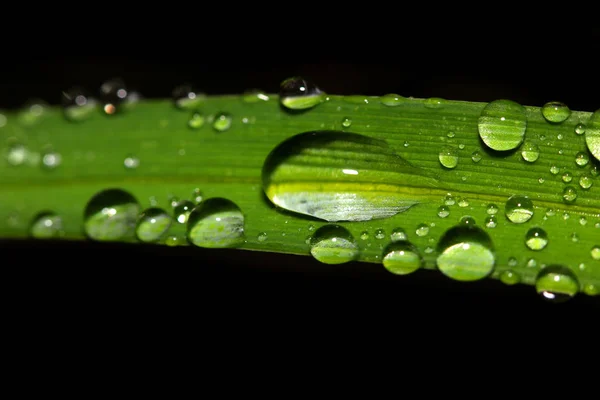 Krople Wody Liście Roślin — Zdjęcie stockowe