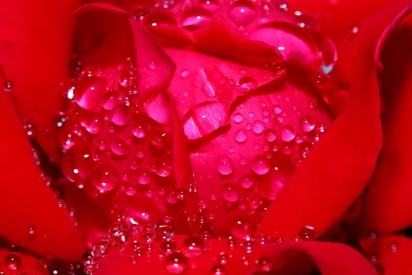 Close Shot Rose Flower — Stock Photo, Image