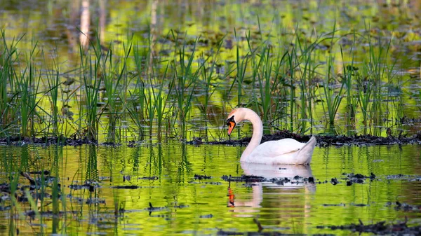 หงส ขาวท สวยงามในทะเลสาบ — ภาพถ่ายสต็อก