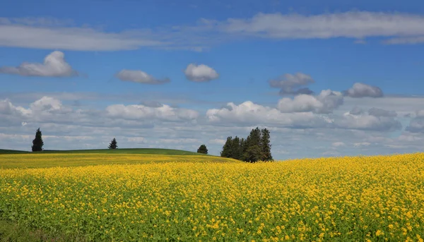 Rapeseed Fields Palouse Washington State — Stock Photo, Image