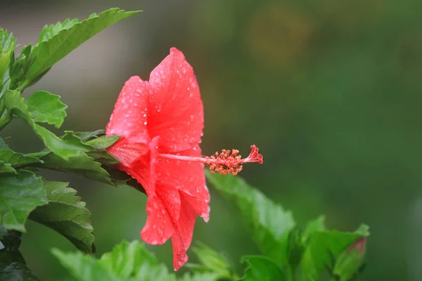 Κοντινό Πλάνο Του Hibiscus Λουλουδιού — Φωτογραφία Αρχείου