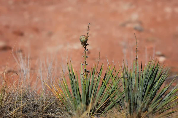 Дикие Пустынные Растения Национальном Парке Арки — стоковое фото