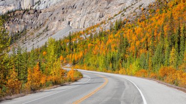 Jasper Milli Parkı Icefield park şekilde sarı Aspen ağaçların