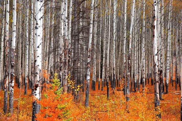 Kleurrijke Aspen Bomen Herfst — Stockfoto