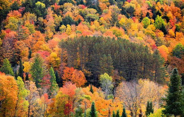 Lombkorona Vermonti Őszi Fák — Stock Fotó
