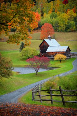 Vermont kırlarda sonbahar ağaçlarıyla çevrili ahırda