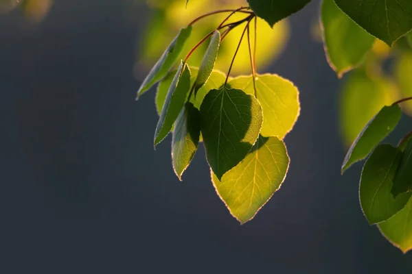 Tatlı Huş Ağacı Yaprakları Atış Kapatmak — Stok fotoğraf