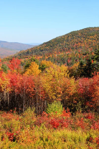 Herbstlaub White Mountain Nationalpark — Stockfoto