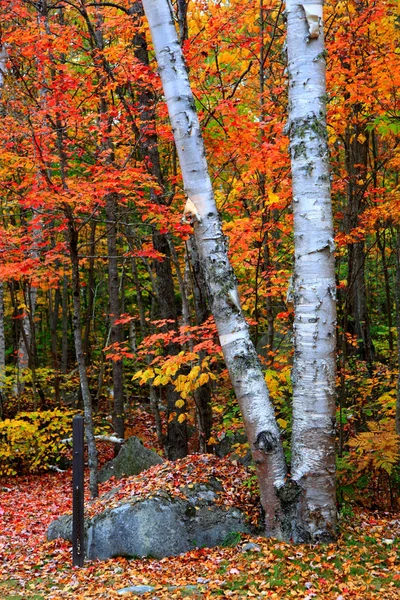 Bright Autumn Trees Rural Vermont — Stock Photo, Image