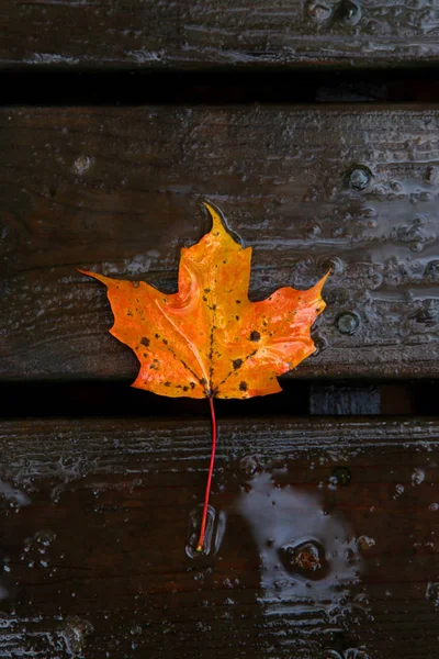 Feuille Érable Rouge Unique Sur Une Planche Bois Humide — Photo