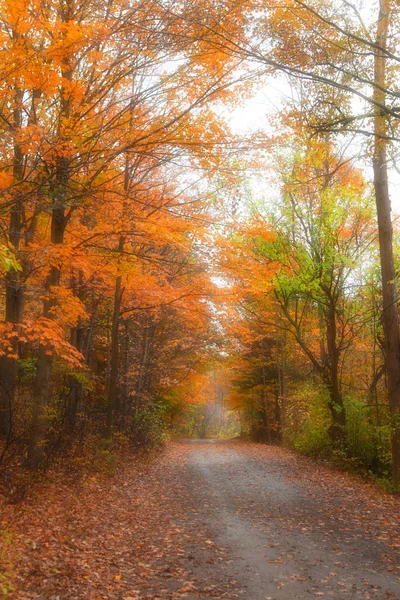 通过秋天的树木的自行车道 — 图库照片
