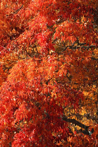 Яркие Осенние Листья Дереве — стоковое фото