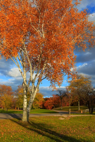 Barevný Podzimní Strom Parku — Stock fotografie