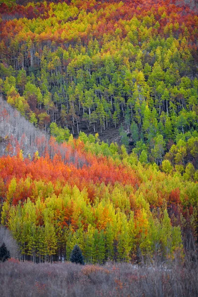 Kleurrijke Herfst Bomen Bergtop — Stockfoto