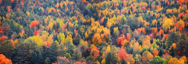 Kırsal Vermont ağaçlarda sonbahar gölgelik