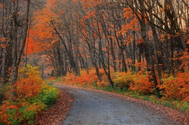 Quebec 'teki Parc de la Jacques-Cartier Ulusal Parkı' ndan geçen manzara yolu