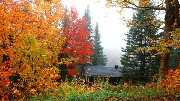 Vacation cabin in the middle of autumn trees