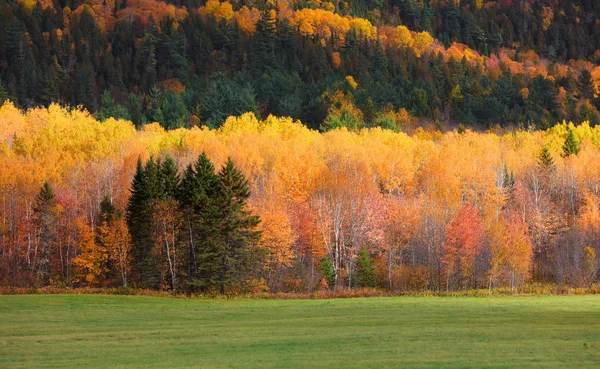 魁北克省山区的落叶 — 图库照片