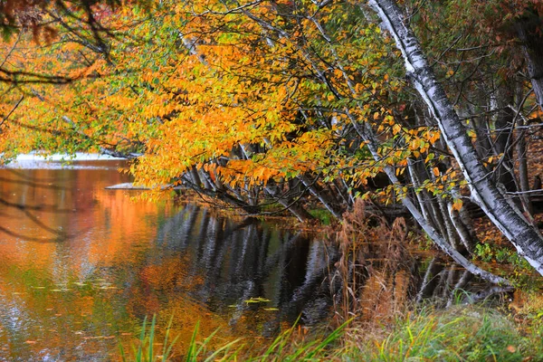 Ljusa Höstträd Vattenströmmen — Stockfoto