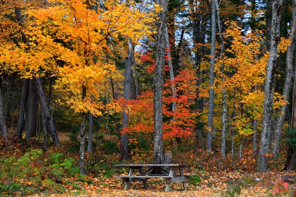 Jesienne Drzewa Park Narodowy Mont Tremblant — Zdjęcie stockowe