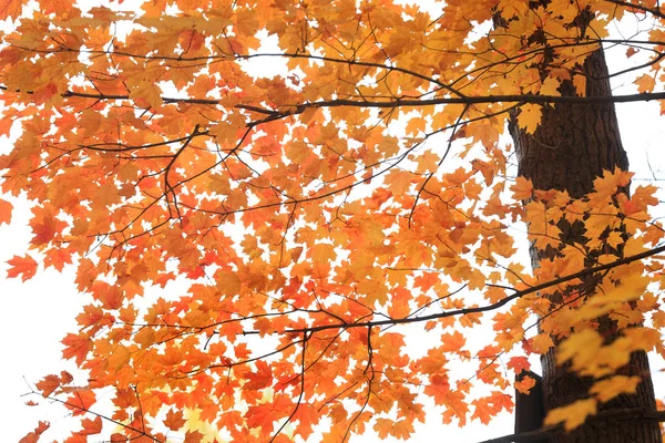 Bright orange Maple leaves against white sky