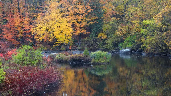 Herfst Boom Reflecties Vijver — Stockfoto